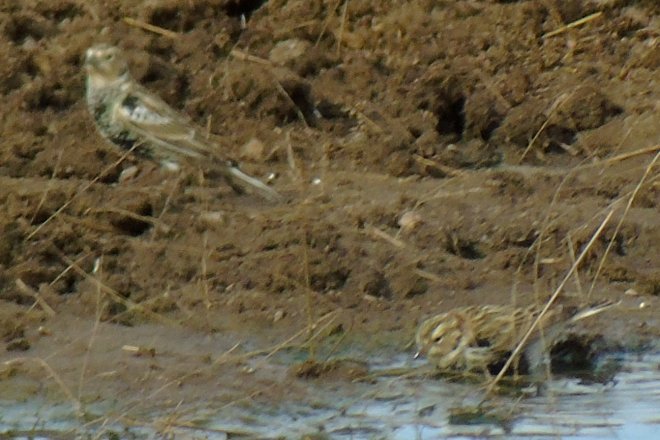 Davis Pasture, AZ - Jan. 9, 2018